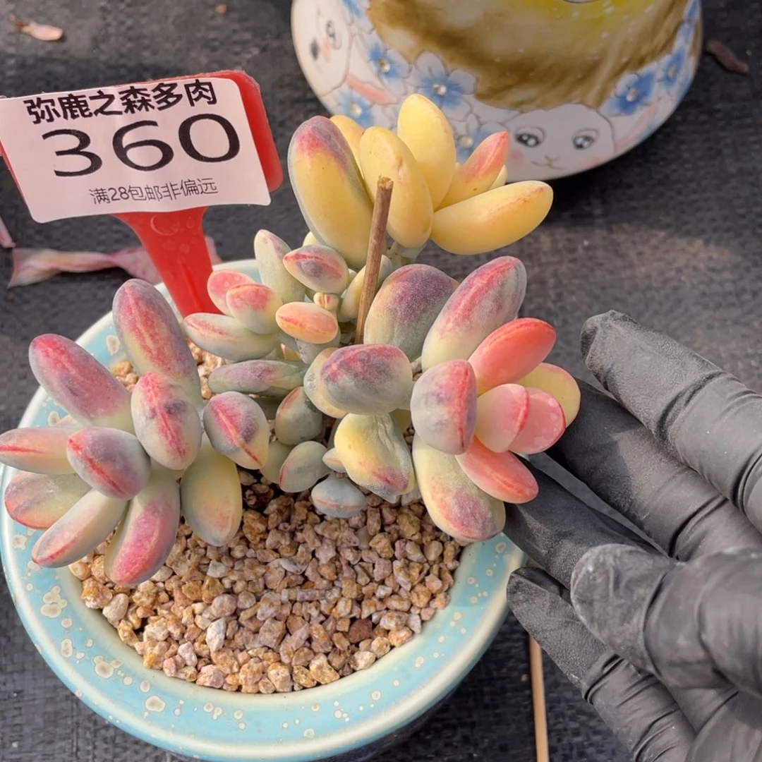 弥鹿之森多肉0360