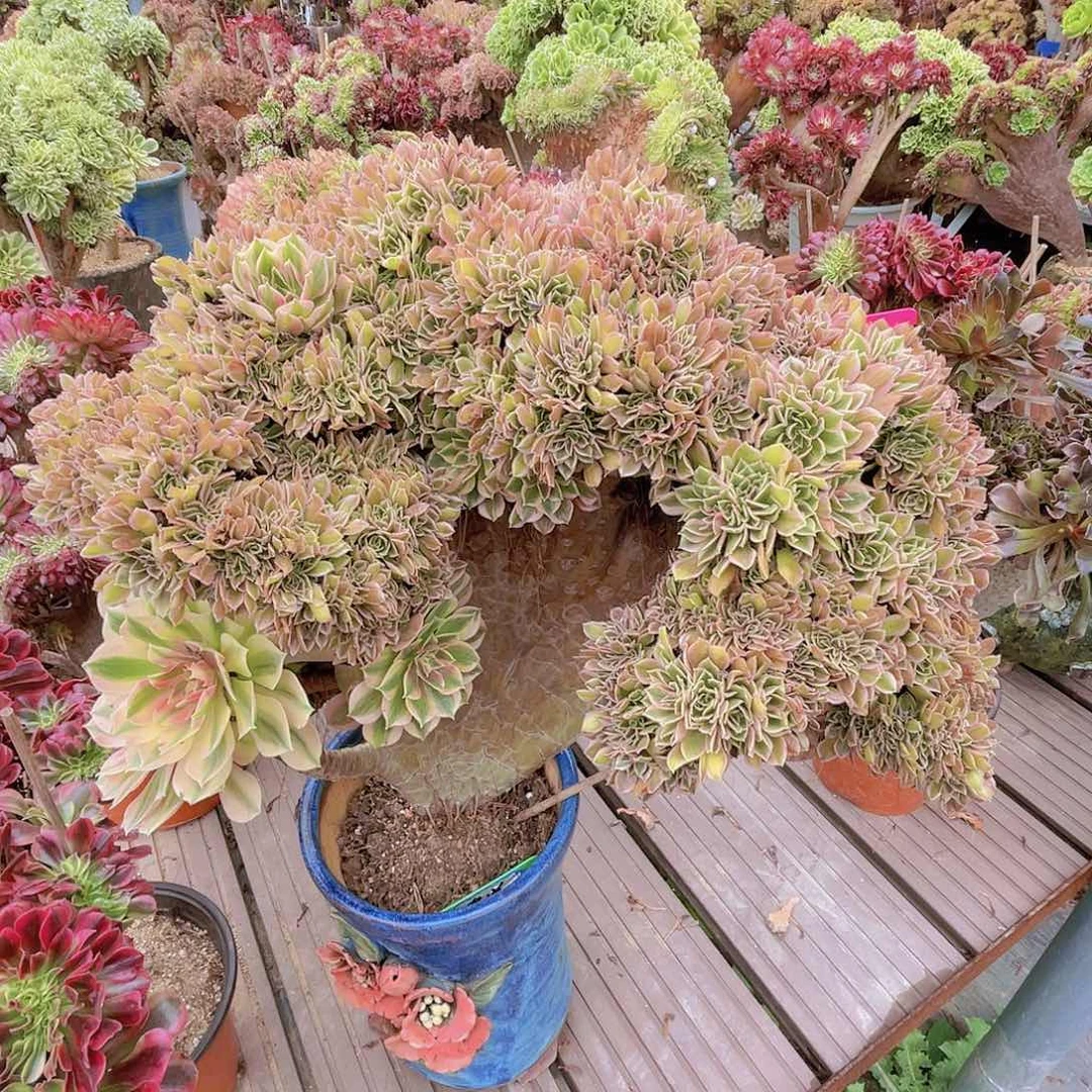 【闪购商品】无花朵女神