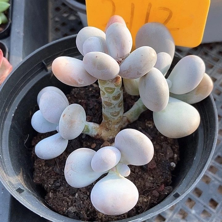 多肉植物橙雪球2112
