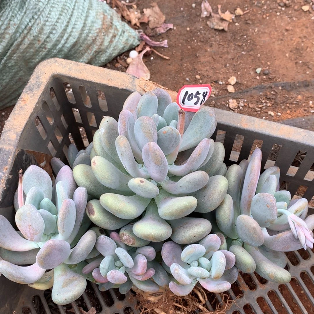 月美人1058晓晓一物一拍