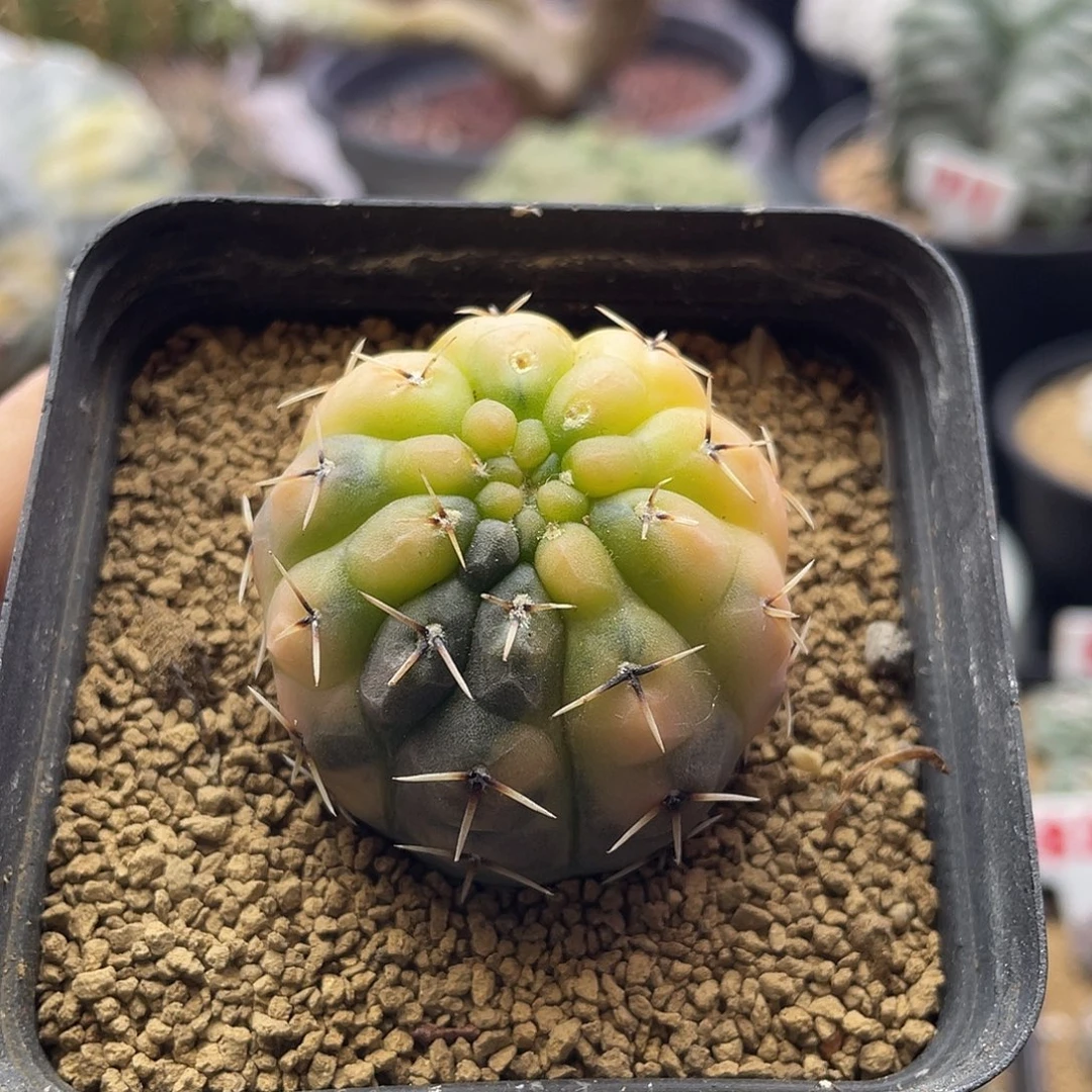 实生彩虹龟甲趴刺怪龙丸锦仙人球