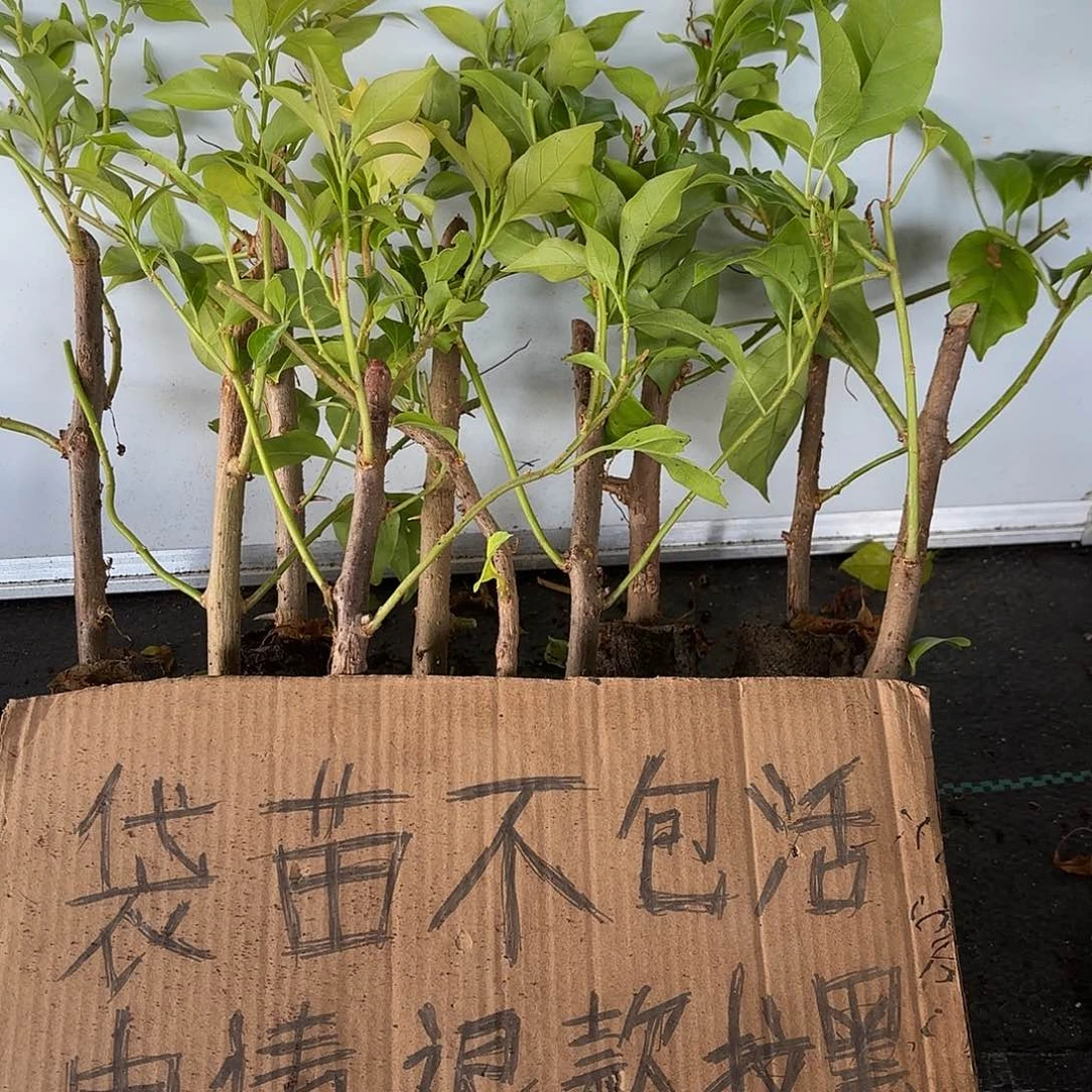 寒***梅当前无花栽培后可以开花袋苗盲盒10颗
