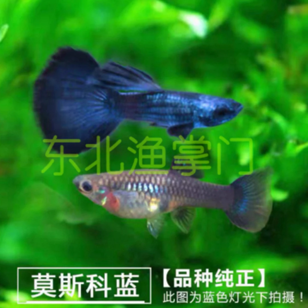 直播间福利精品孔雀鱼大尾基因莫斯科冰蓝套餐（入缸后不包损）