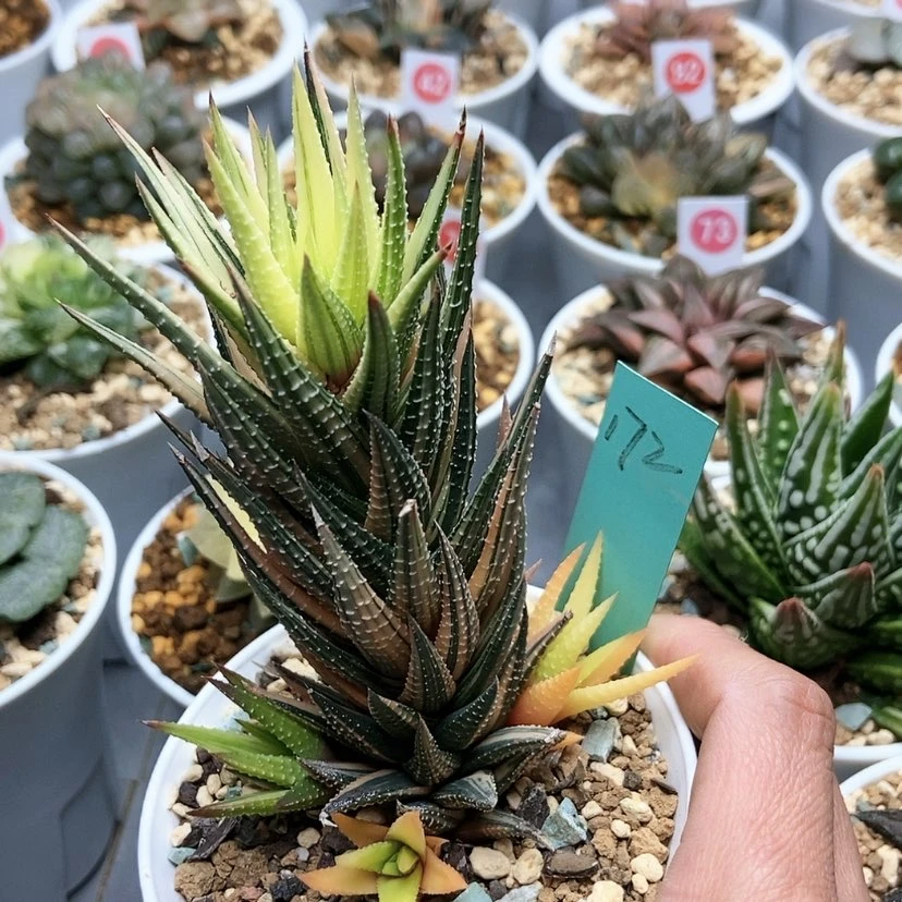 【闪购商品】172古迪锦