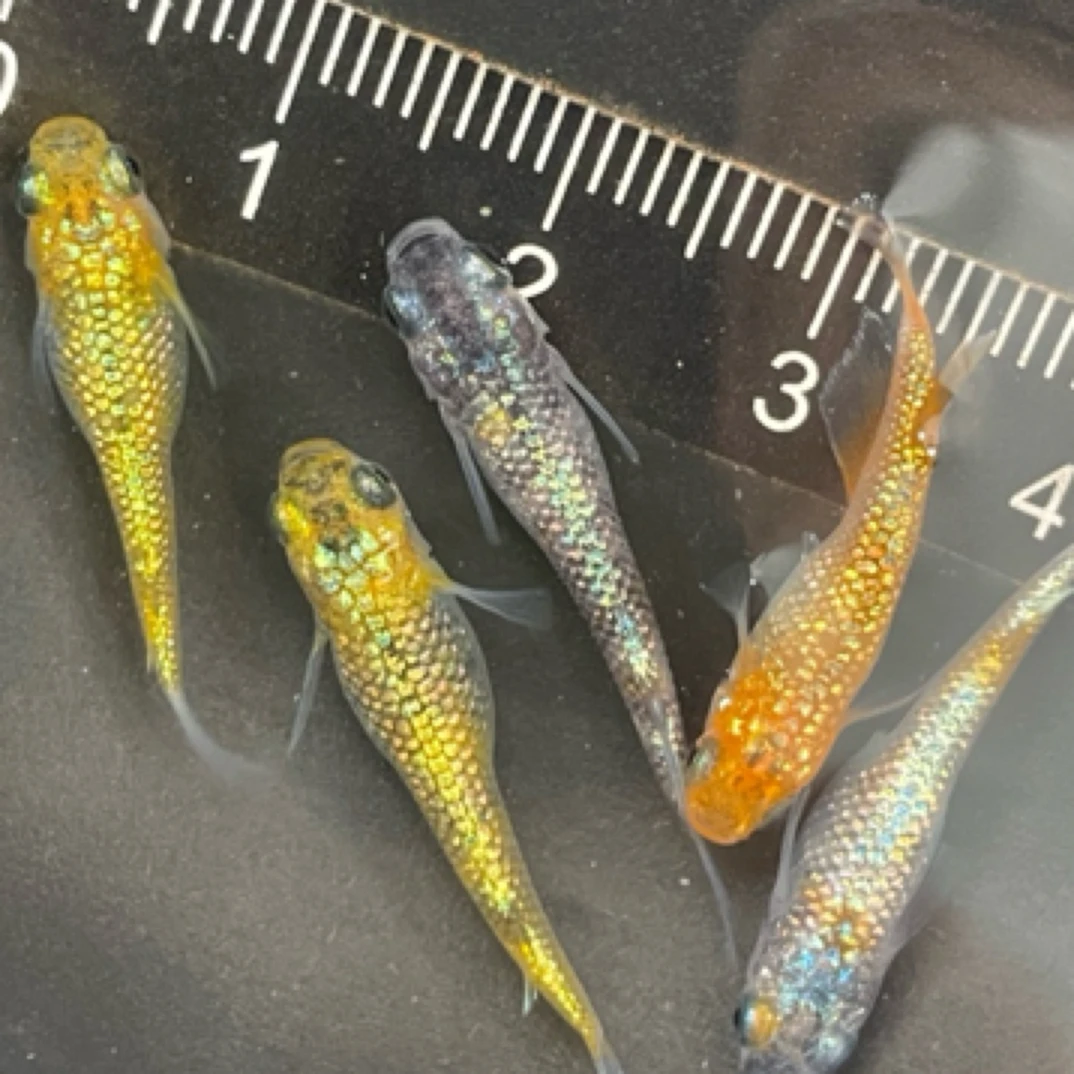 观背青鳉星光混搭月神、猫饭，麒麟3➕1条好养易活耐寒淡水鱼