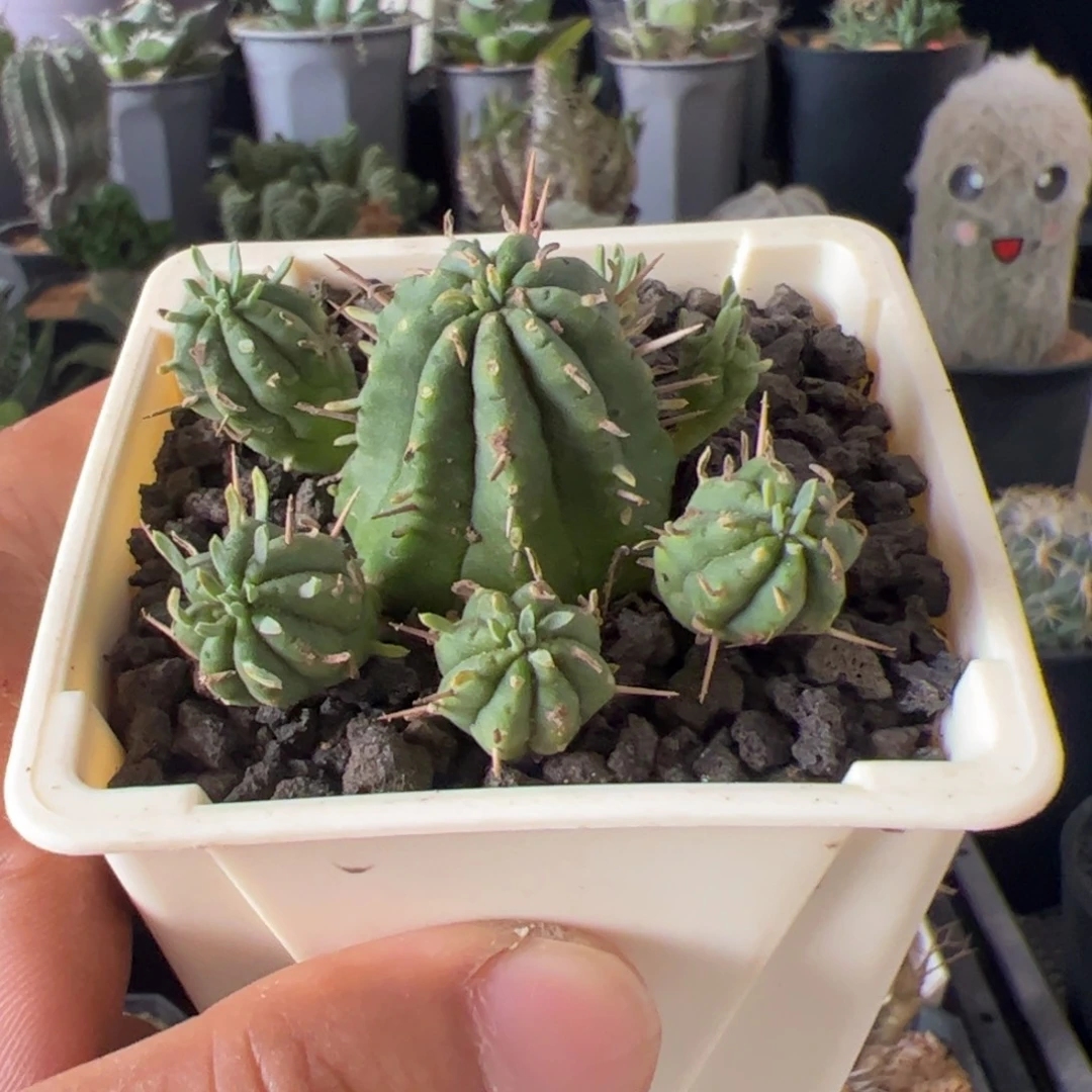 火麒麟大戟一物一拍脱土发