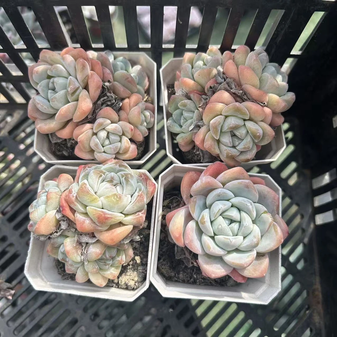 精控冰玉4    多肉