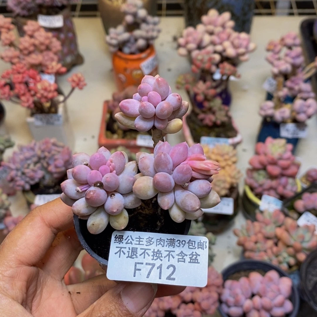 712婴儿手指多肉4c m