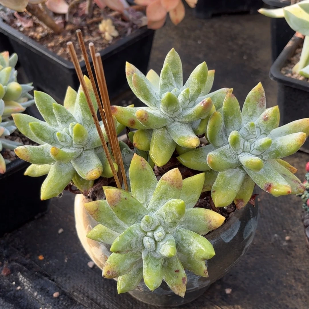 海星叶拇指，仙女杯多肉