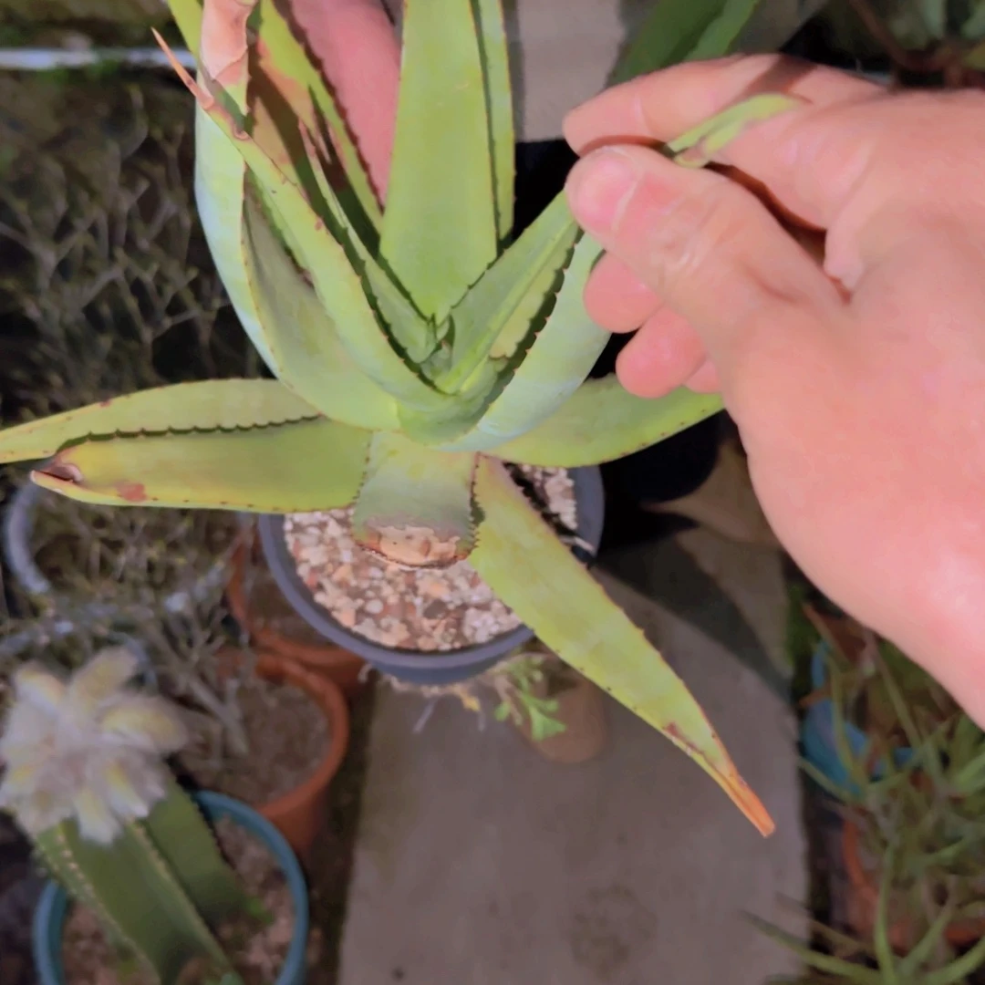 净*块根植物块根植物