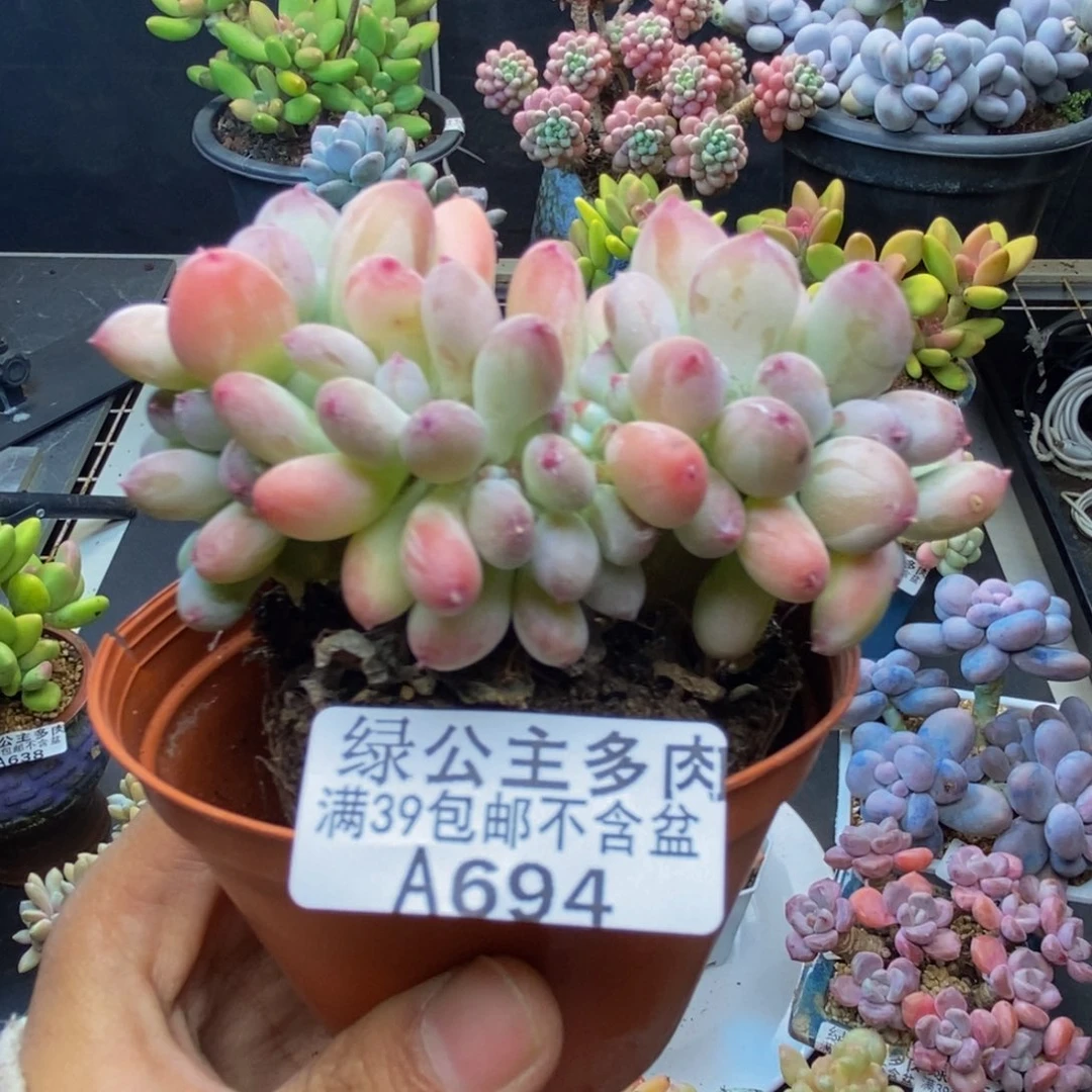 694苹果奶四代缀多肉7c m