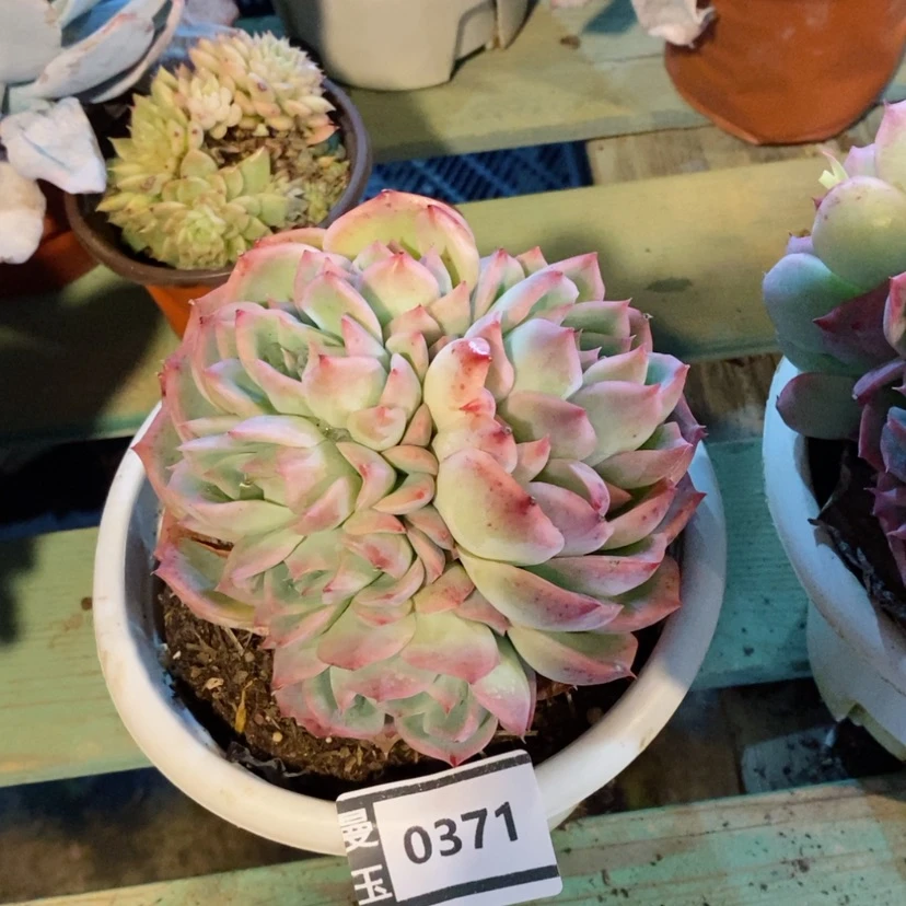 【闪购商品】侧影0371