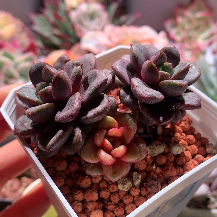 葡萄锦锦锦锦锦锦