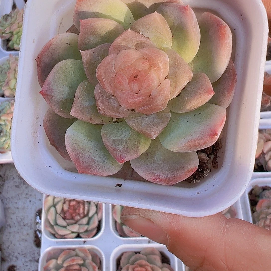 梦幻泡影19包邮多肉植物