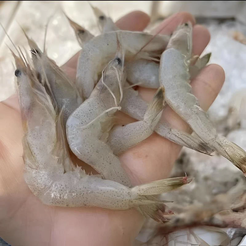 《台州三姐》东海小船黄虾海鲜羊毛虾冷冻发（规格重量以直播间为准）