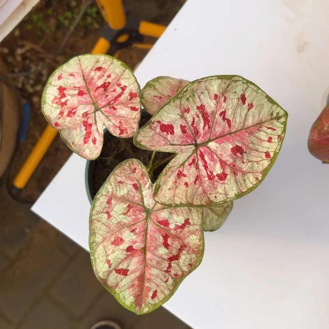 花木兰泰国49-1114