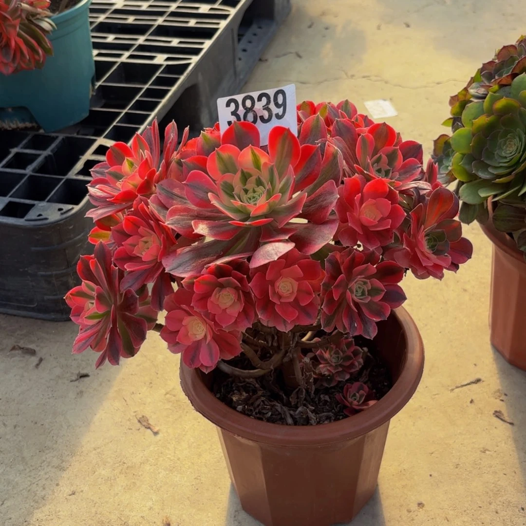 一***过无花朵3839粉女巫11111