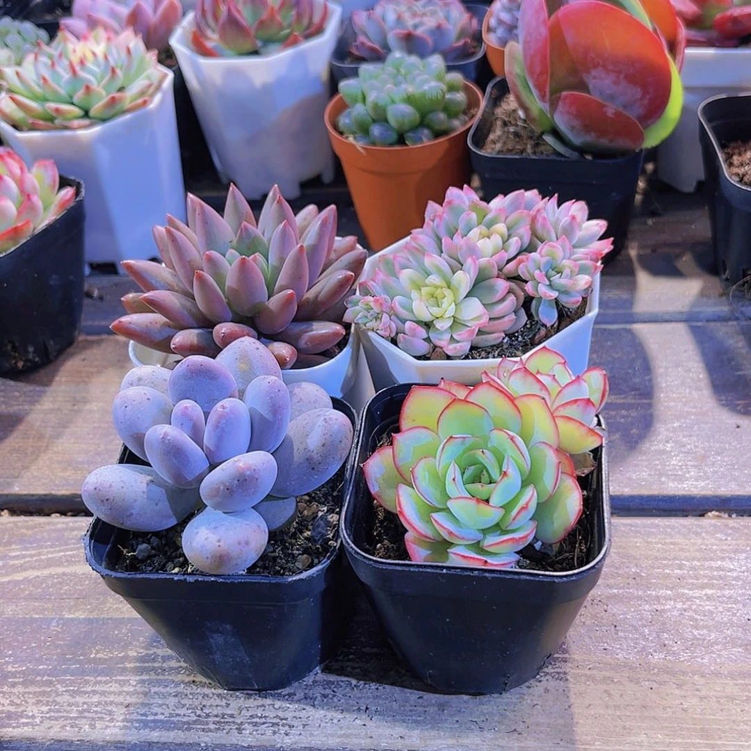 蜻蜓。桃美人。牡丹亭。女雏锦