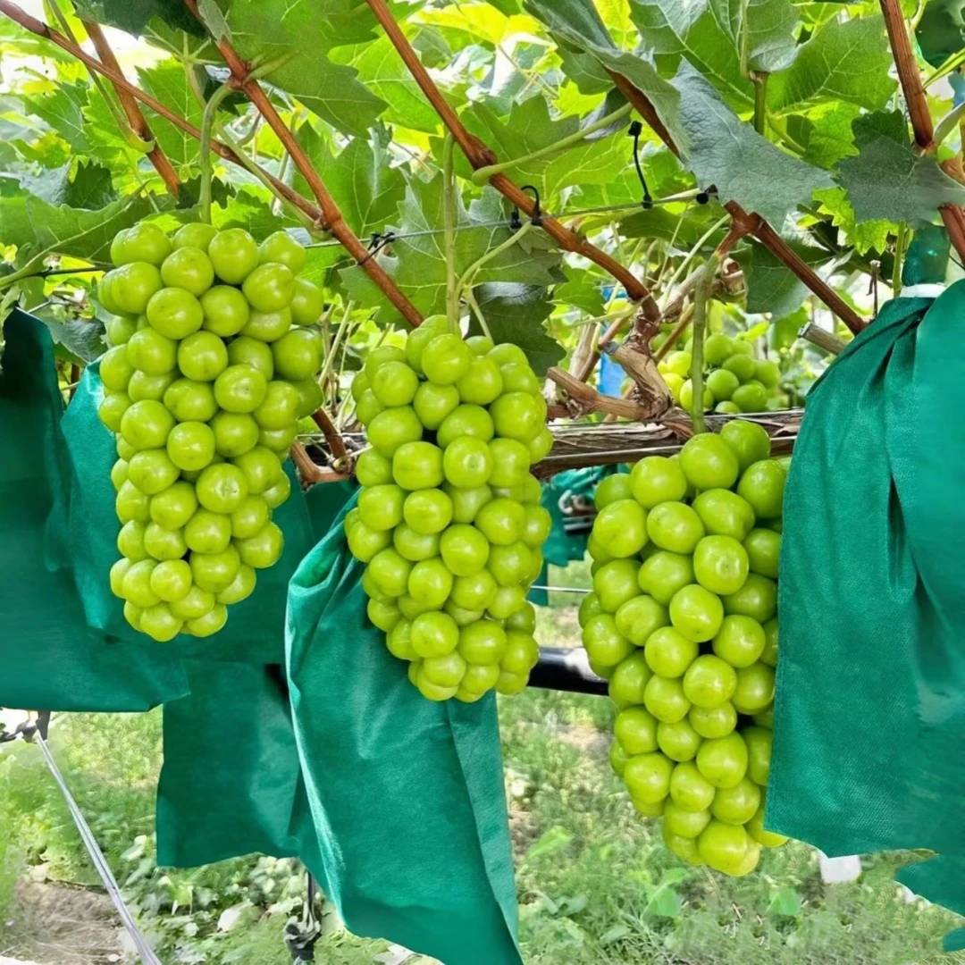 阳光玫瑰葡萄树苖巨峰果树苗无籽四季种植盆栽南北方耐寒庭院爬藤