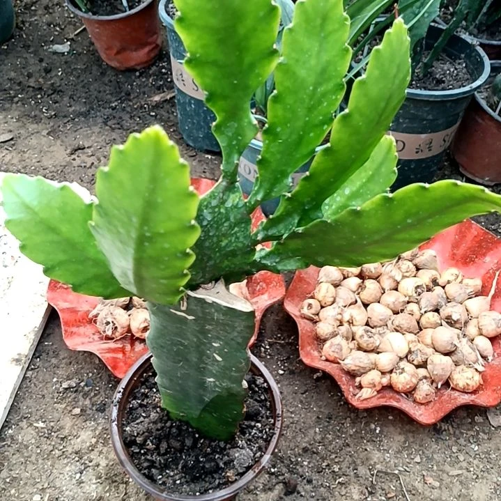 飞***燕完全开放令箭何花东北小粉