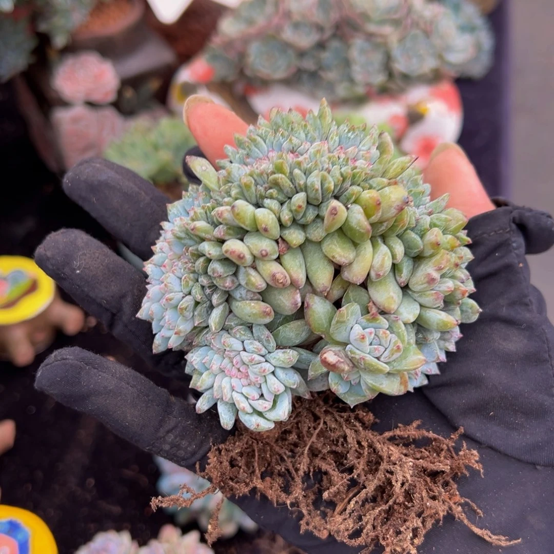 陈*天天开心 天天开心微微瑕