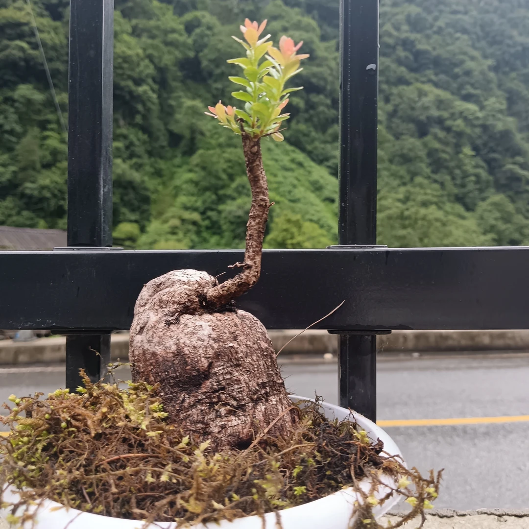 树萝卜熟桩庭院阳台室内外盆景