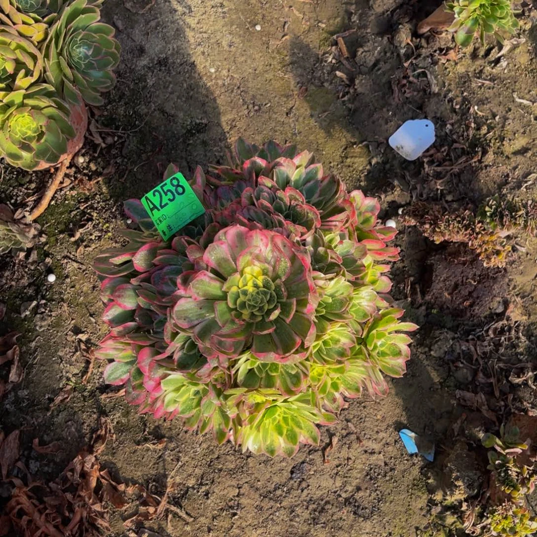 莲花法师朵朵5-2¥