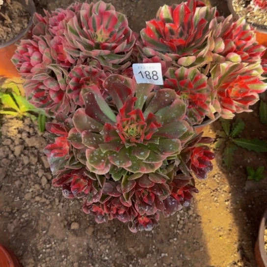 红***姐法师3棵10号棚188