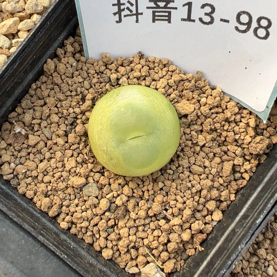 13-98肉锥多肉植物