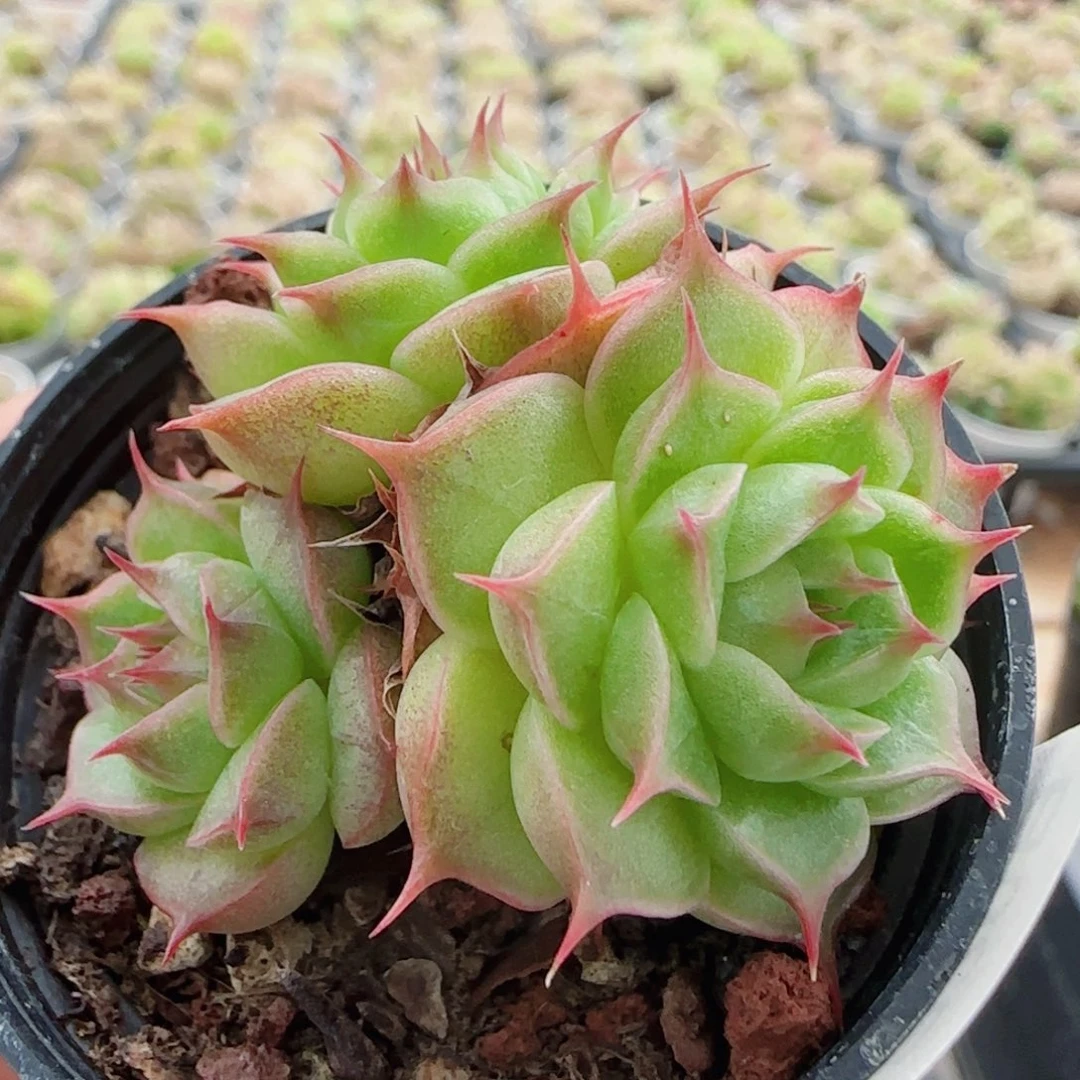 花语逸镜0620-108散开播福利