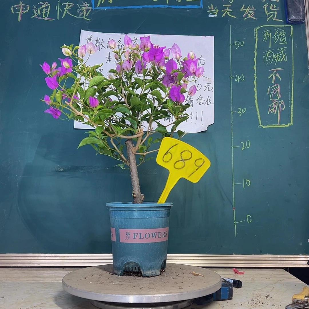 当前无花栽培后可以开花雪紫689