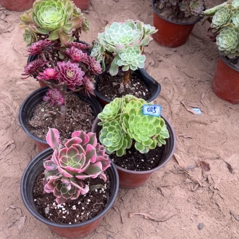 025多肉植物组合,
