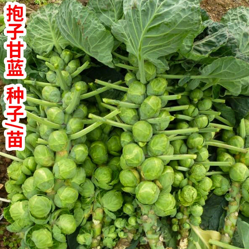 /新品抱子甘蓝种子种籽孑孢子甘蓝菜四季秧盆栽春蔬菜秧莱小卷心