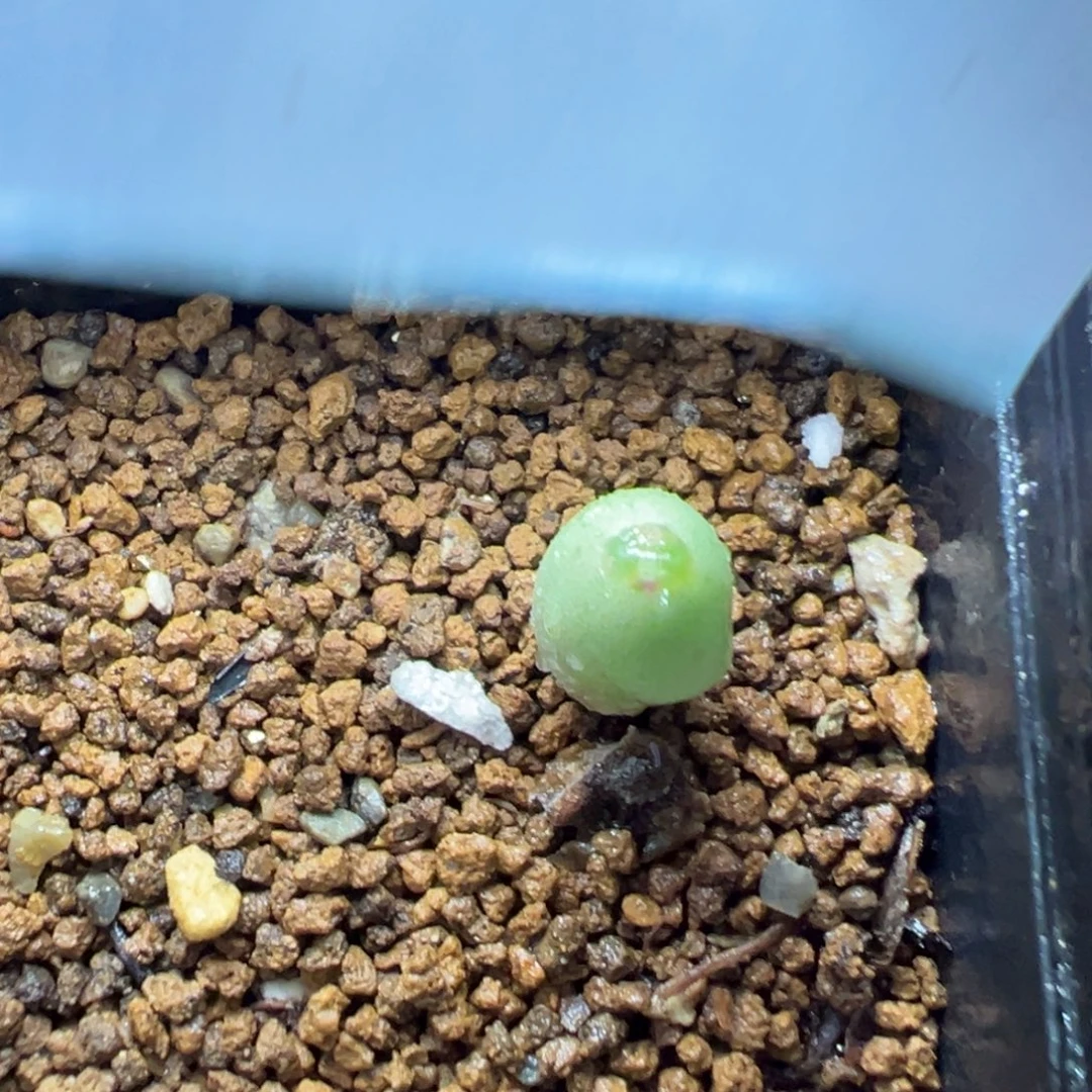 12-88肉锥多肉植物