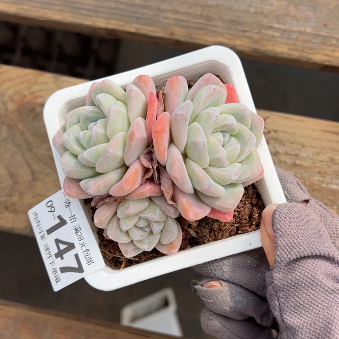 冰玉，多肉多肉多肉多肉