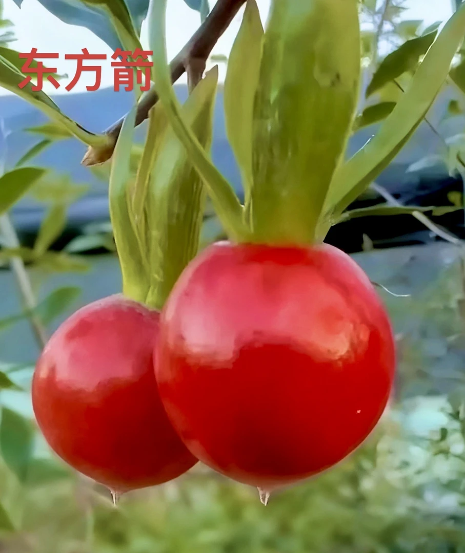 老鸦柿新品种（东方箭）品种苗带盆带土发货