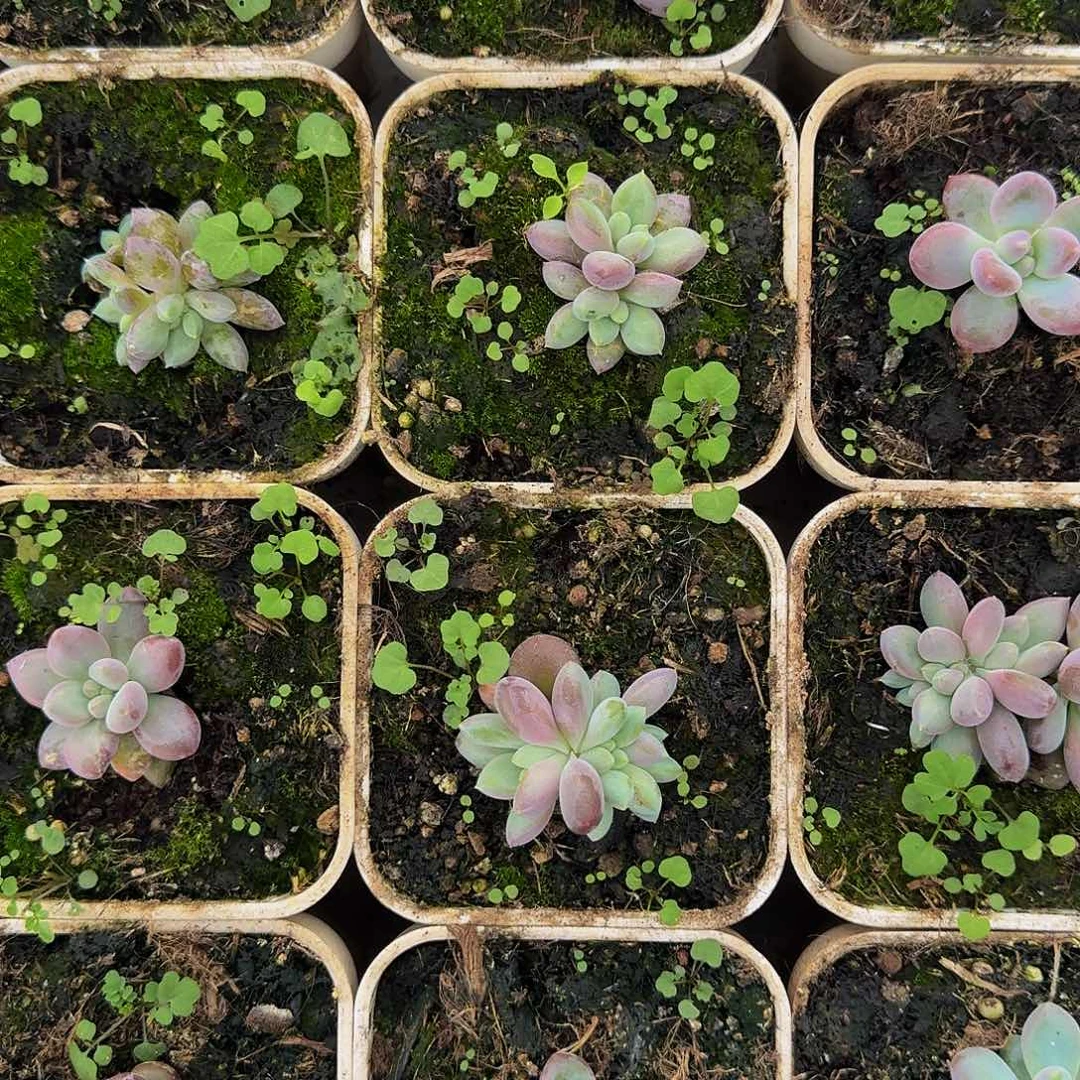 卡普盾 美人 一物一拍