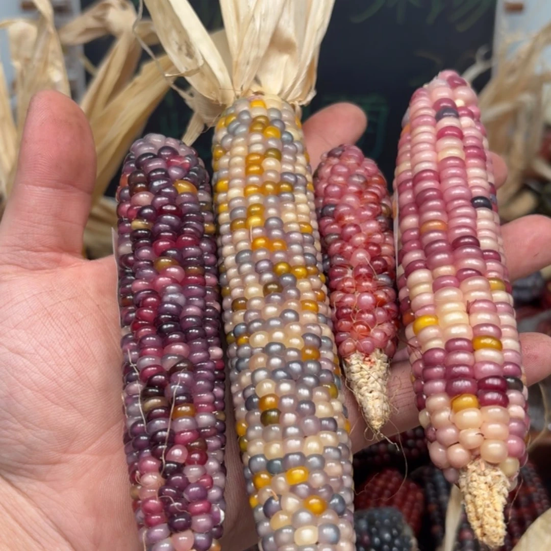 柏香籽/百香籽吊坠o***k