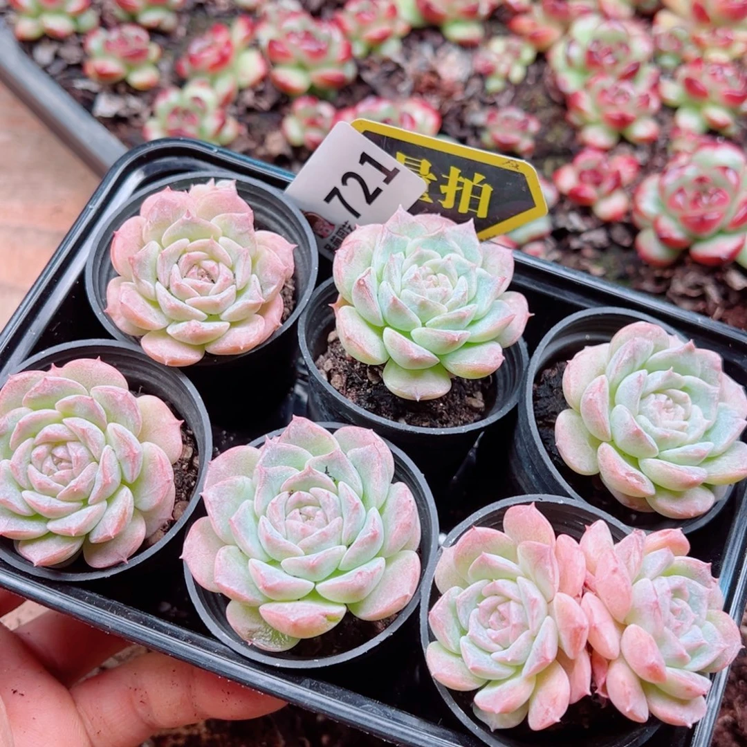多肉植物多肉植物