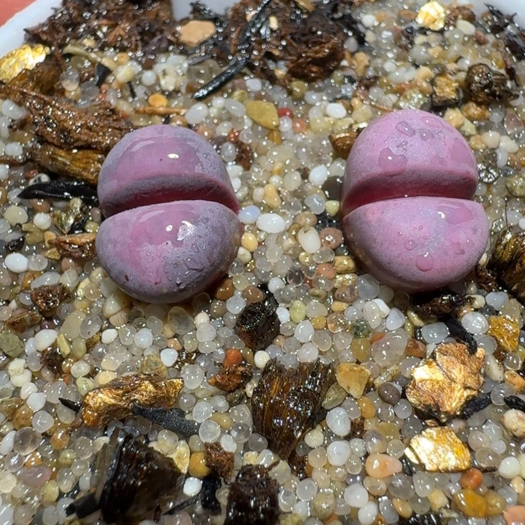 zzz生石花肉锥1126