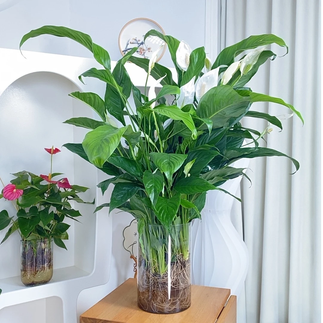 原土原盆100-120cm巨型绿植大白掌水培土培落地摆放高雅大气