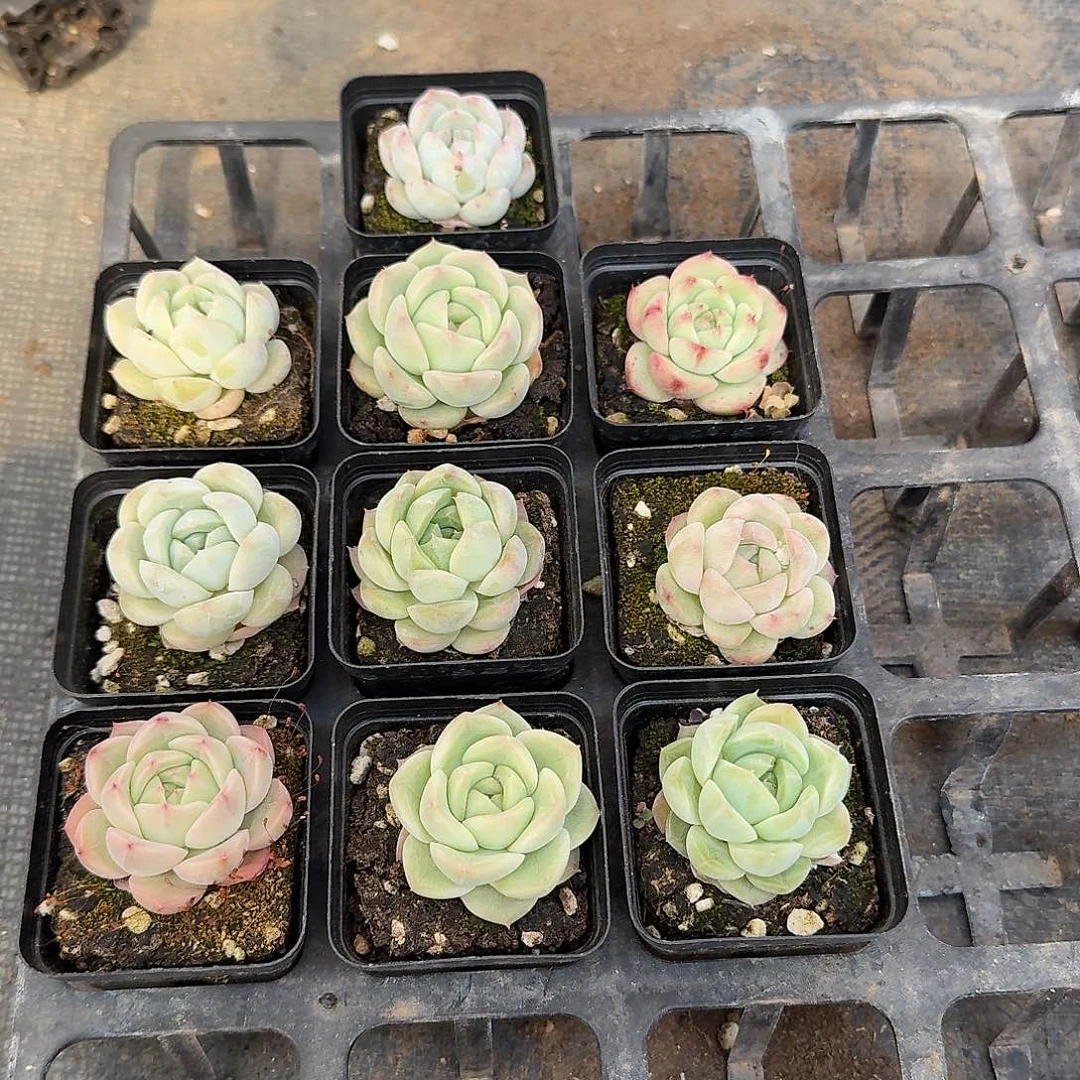 十棵宽叶美尼珍妮量拍8-24