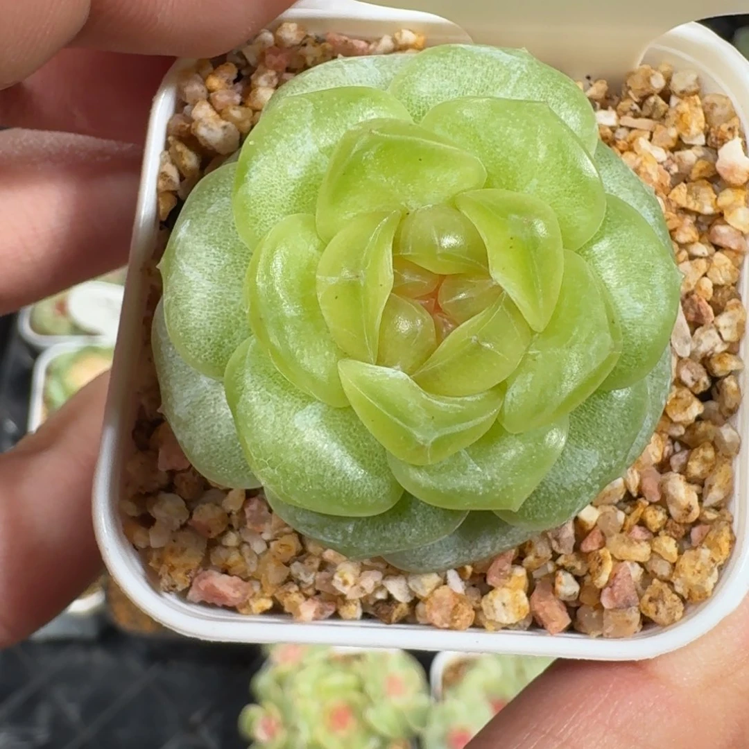 0916-102-瑰夏单头一颗