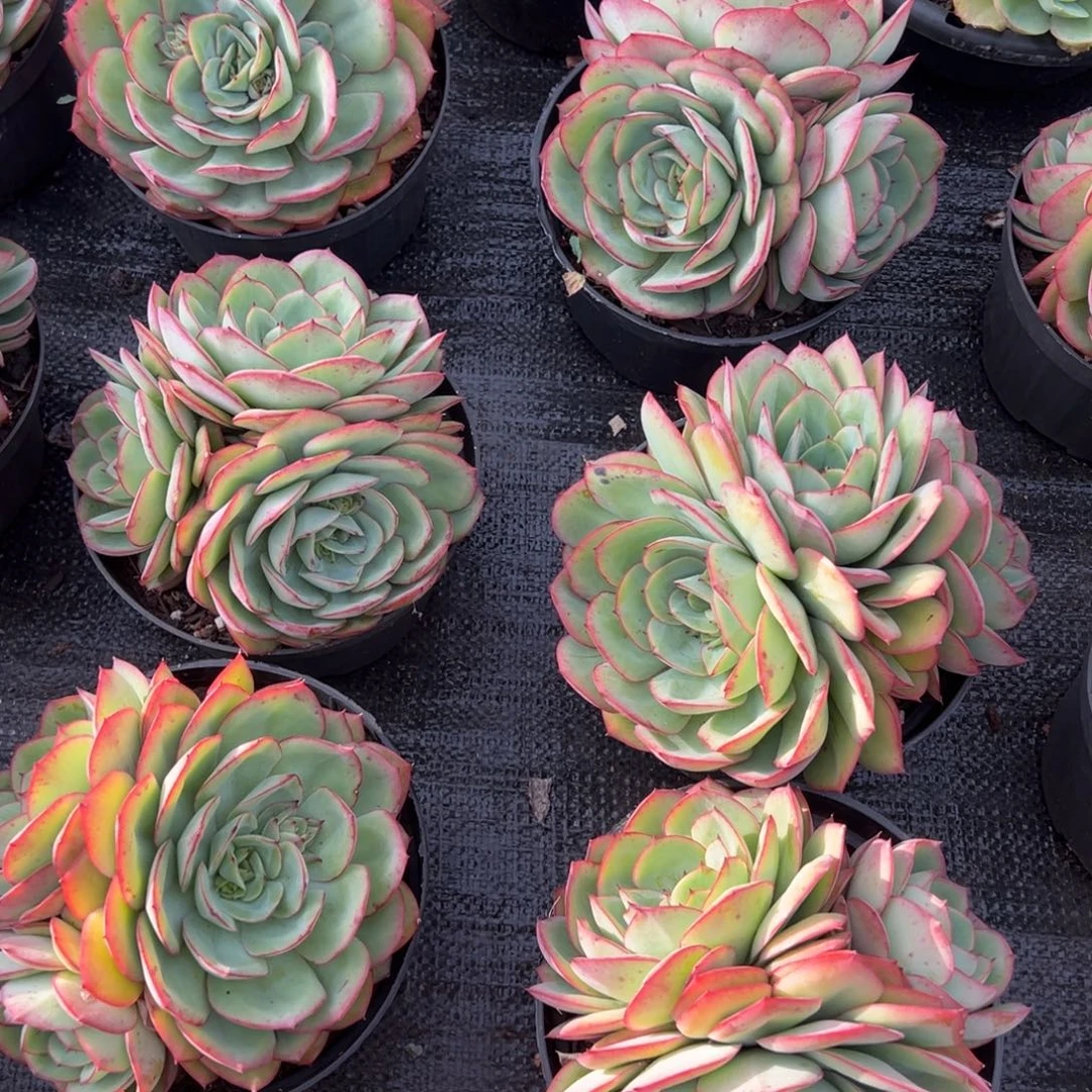 牡丹亭150杯3头有砍