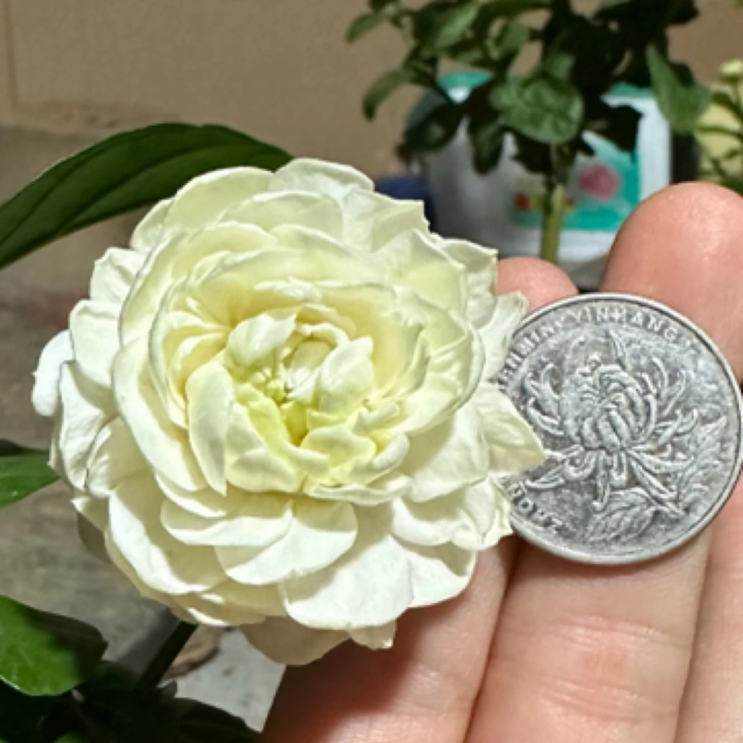 圆叶虎头茉莉 勤花 浓香 花期长