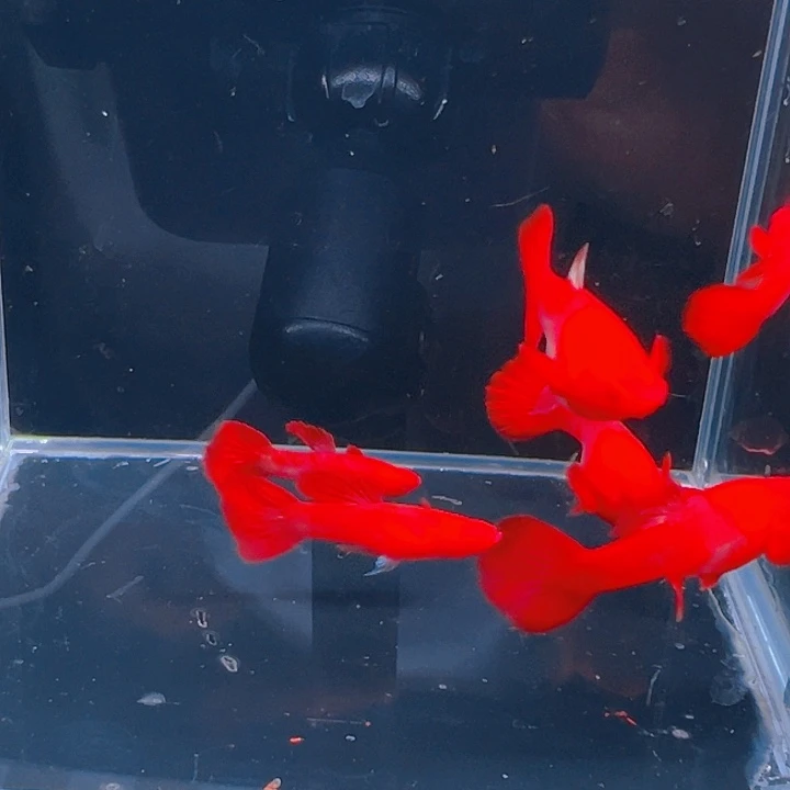 孔雀鱼精品鸿运当头双分水