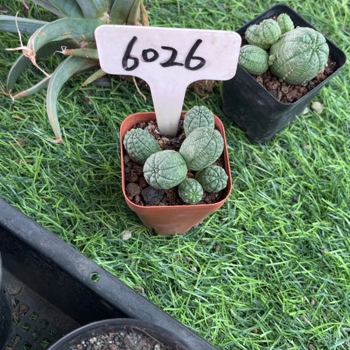 蜡***新6026布纹自根皮实好养