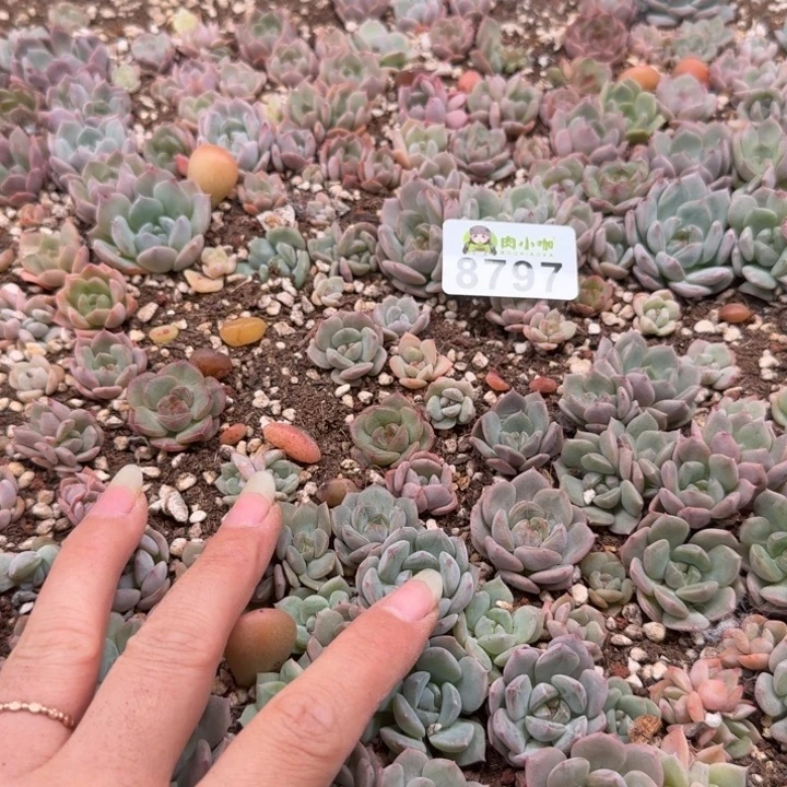 *****多肉植物多肉植物