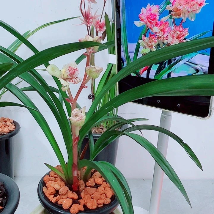 秋榜火彩晶龙五个头