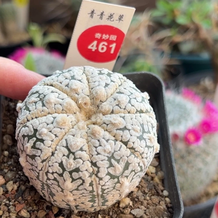 实生浓白超兜5cm一棵仙人球